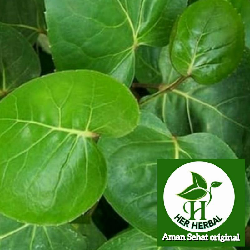 

daun mangkokan segar herbal