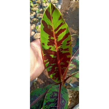 Pisang Merah Sumatera - Buah Lezat dengan Warna Merah Menggoda untuk Kebun Anda