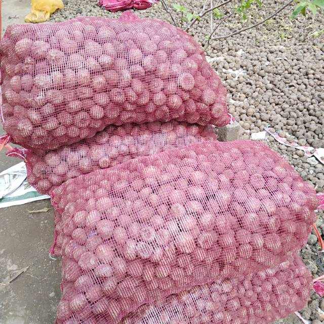 Biji umbi porang kiloan