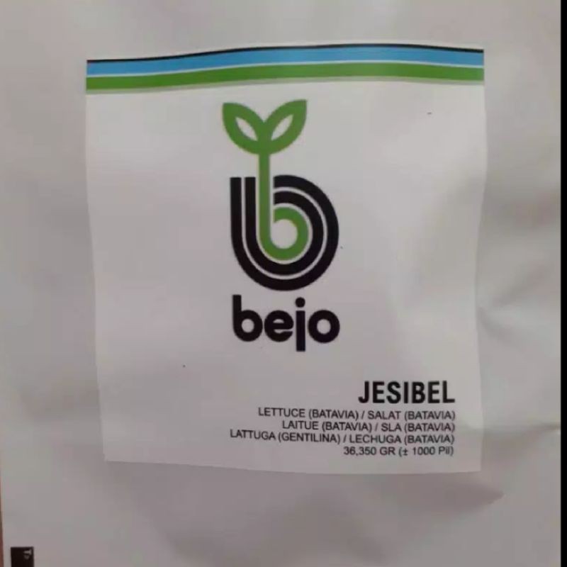 benih selada Bejo jesibel