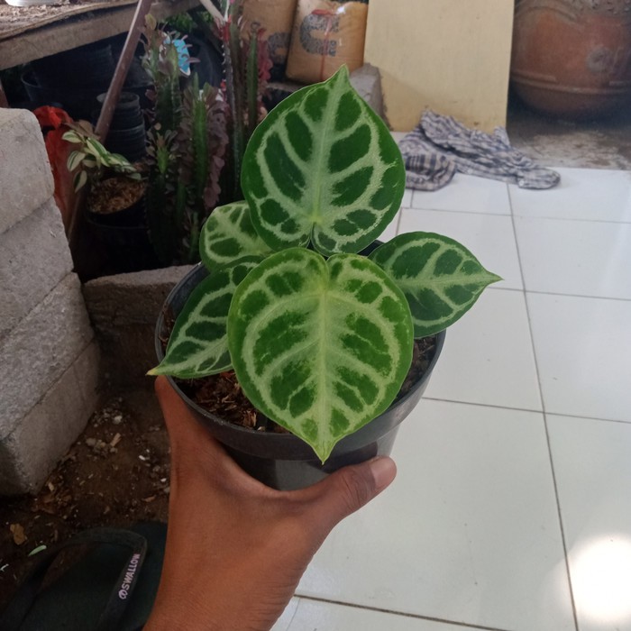 Tanaman Hias / Rael Pick / Kuping Gajah Mangkok / Silver / Dorayaki