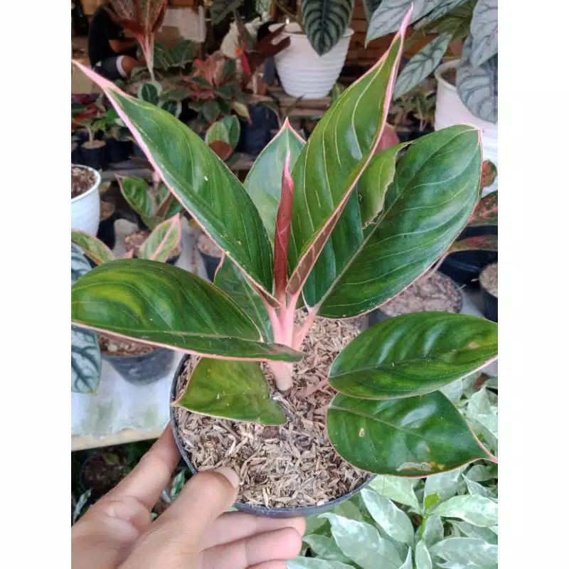 Aglonema Lipstik Peterpan