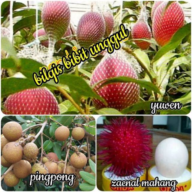 Paket 3 jenis bibit buah mangga yuwen kelengkeng pingpong rambutan Zaenal Mahang super