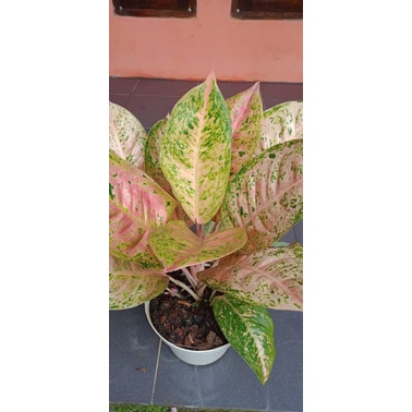 Aglonema bigroy super jumbo