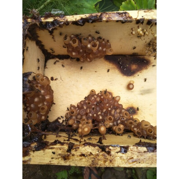 bibit madu kelanceng tewel trigona jenis levisev