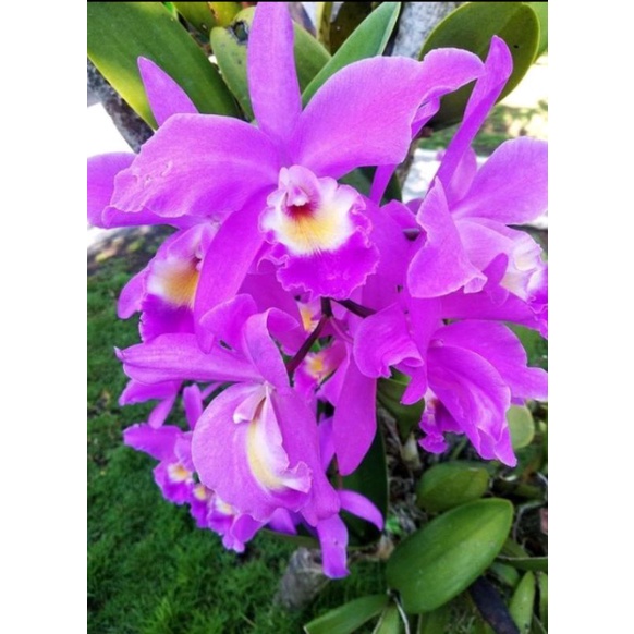 Anggrek Cattleya Mantini