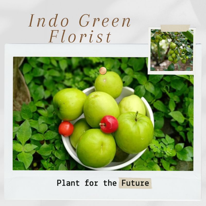 Sudah Berbuah Tanaman Apel Futsa ( Apel India )