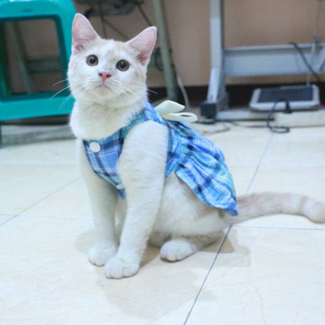 Dress kotak-kotak biru natural untuk kucing dan anjing / baju kucing murah terlaris size S M L XL