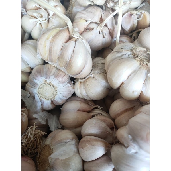 

bawang putih sinco