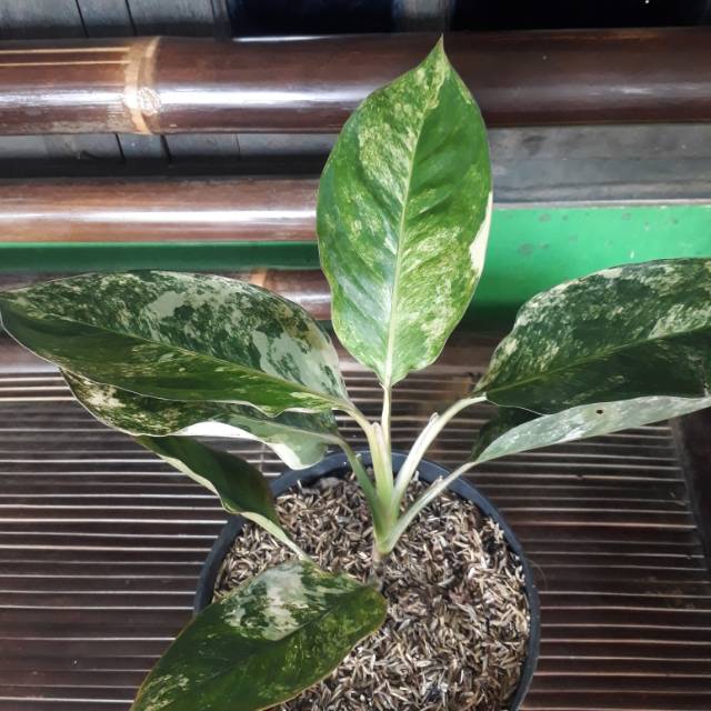 Tanaman Aglaonema Siam jade Aglaonema Varigata