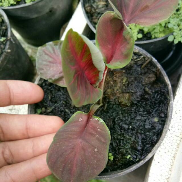 Bibit Caladium Doreng- Caladium Daun Ganda