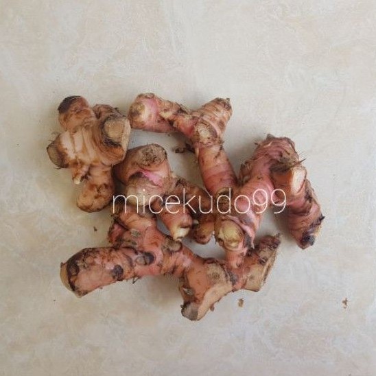

REMPAH LAOS 500 GRAM SEGAR / ISEN MERAH / BUMBU LENGKUAS GALANGAL FRESH
