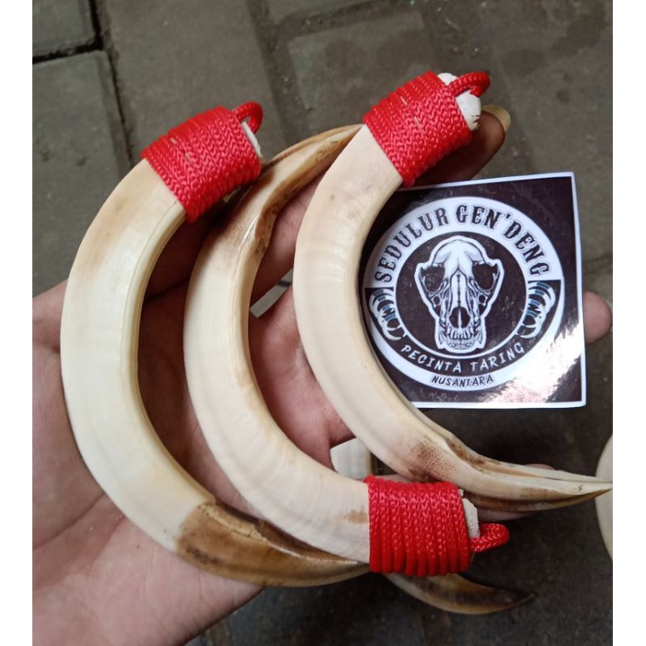 KALUNG TARING BABI ASLI