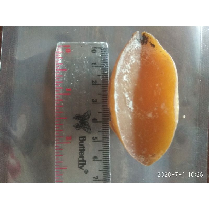 

kerang abalon Bao yu Bao hu 100 gram