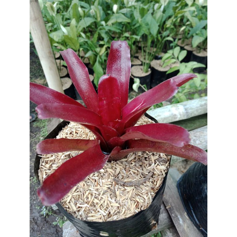 BROMOLIA MERAH MURAH