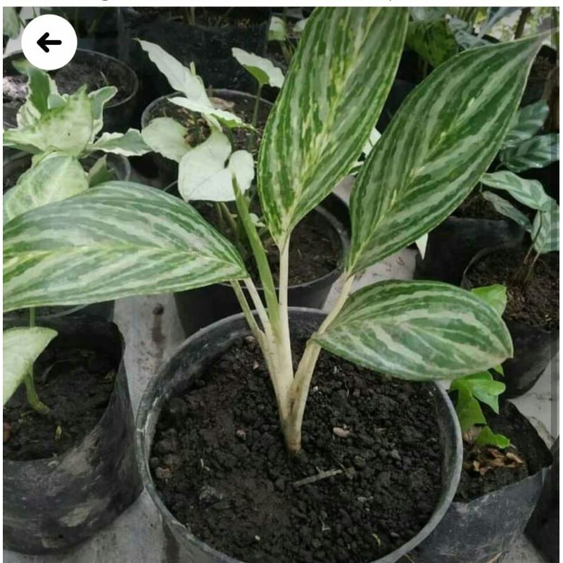 aglonema blenceng susu murah / promo/ terlaris /cod/ grosir/aglonema murah