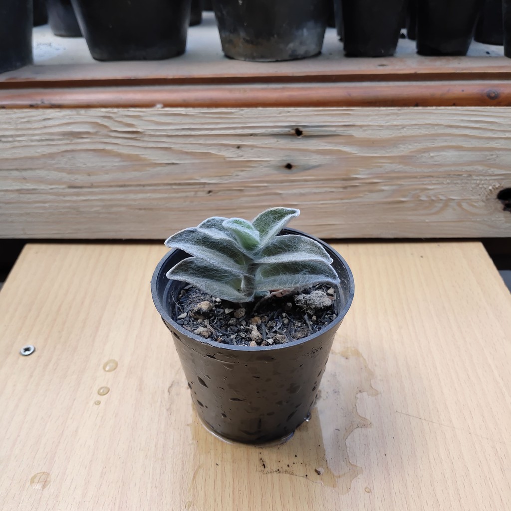 Tanaman Tradescantia Sillamontana