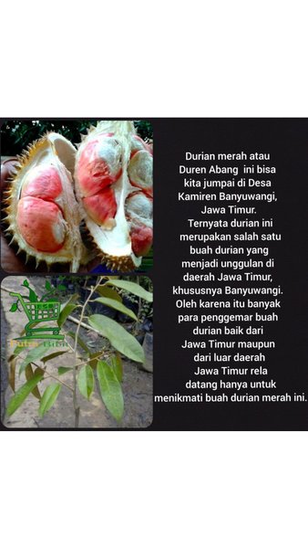 Bibit pohon durian merah -pohon durian -tanaman durian-durian merah kaki 1 okulasi