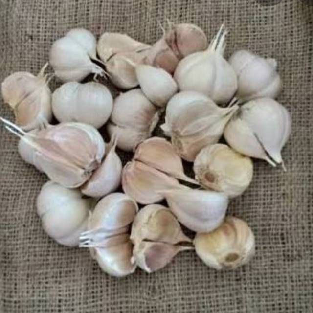 

Bawang Putih Kating
