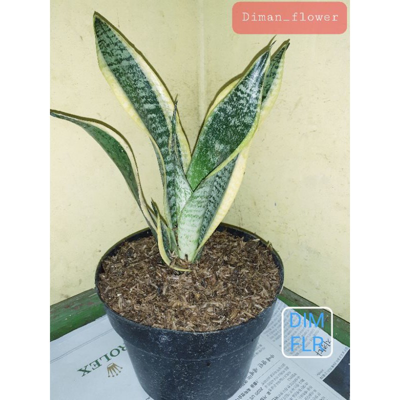 tanamanahias/sestipera/futura superba