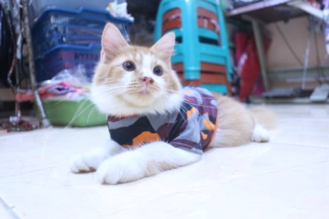 Kaos army dasar warna orange lucu untuk kucing dan anjing / baju kucing murah size S M L XL