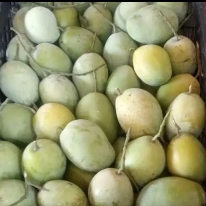 

mangga idramayu /mangga rujak