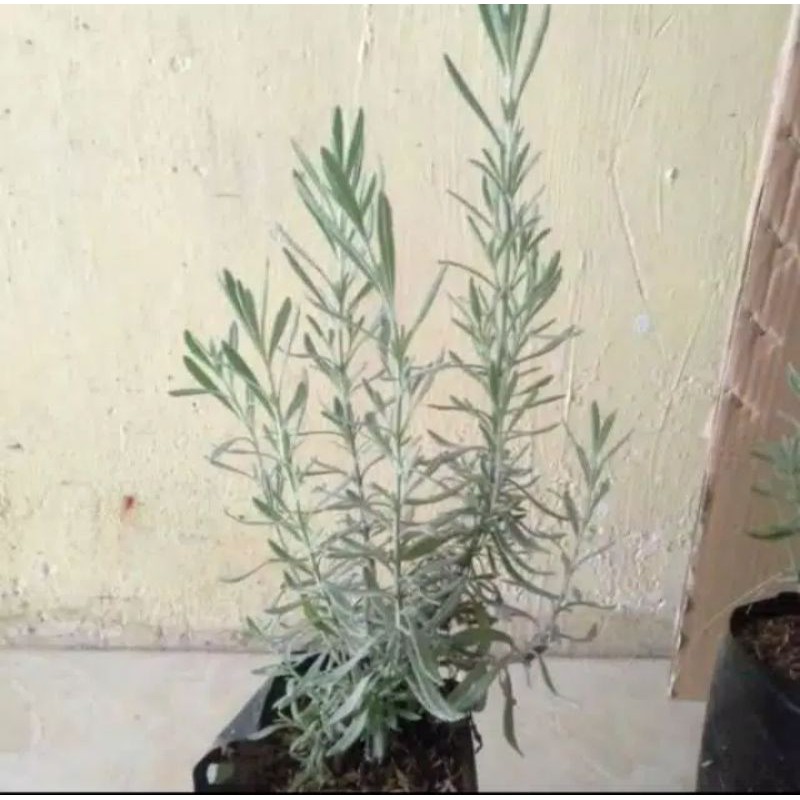 paket lavender gold creek dan mexican lebat