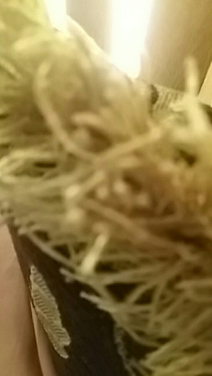 Cetakan Kue Kering/kacang Motif Love