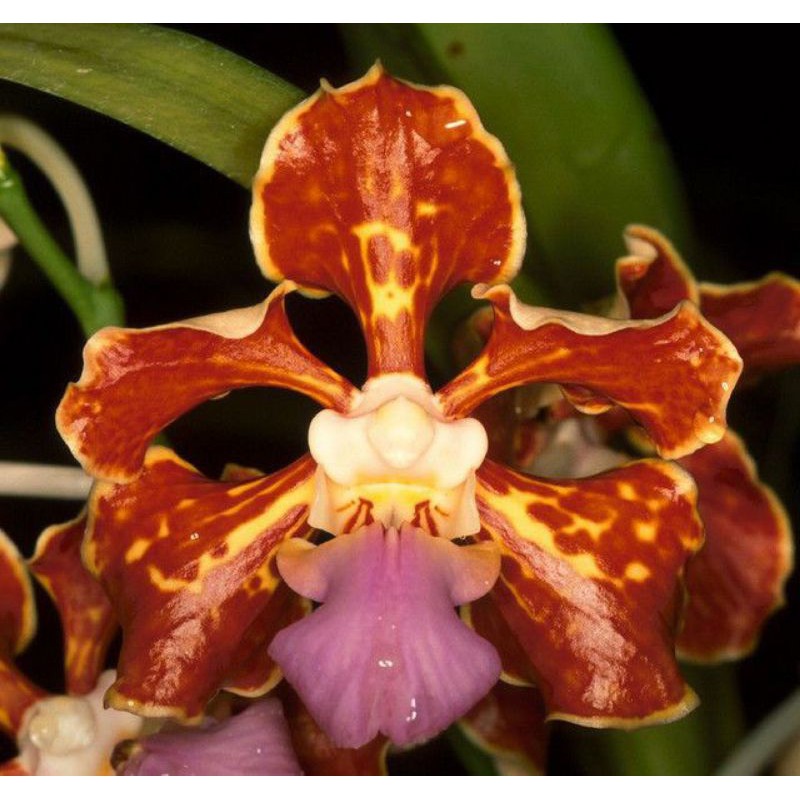 Anggrek Vanda tricolor jumbo coklat gold