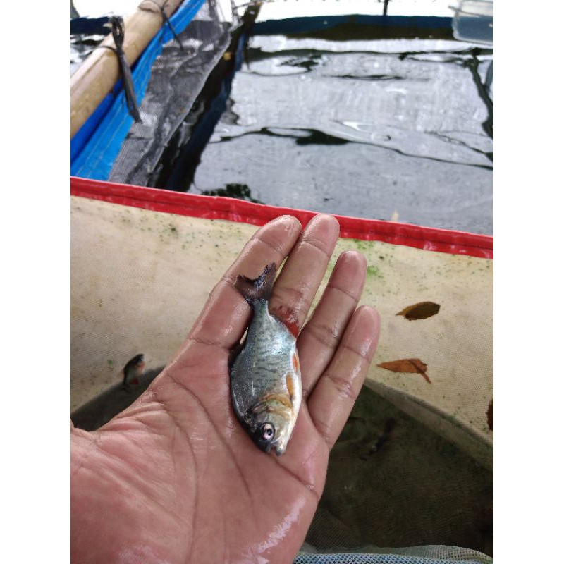 Bibit ikan bawal super air tawar