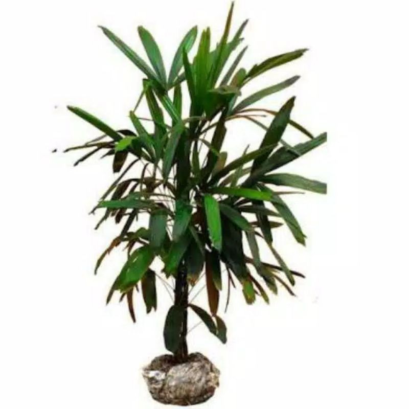 tanaman palem waregu