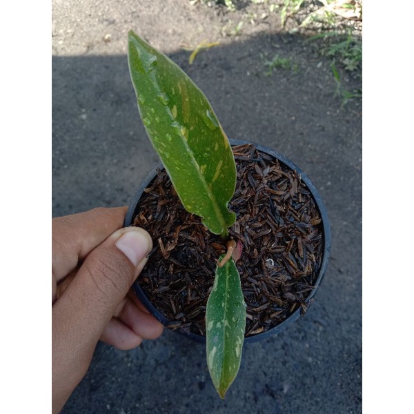 Philodendron ring of fire varigata