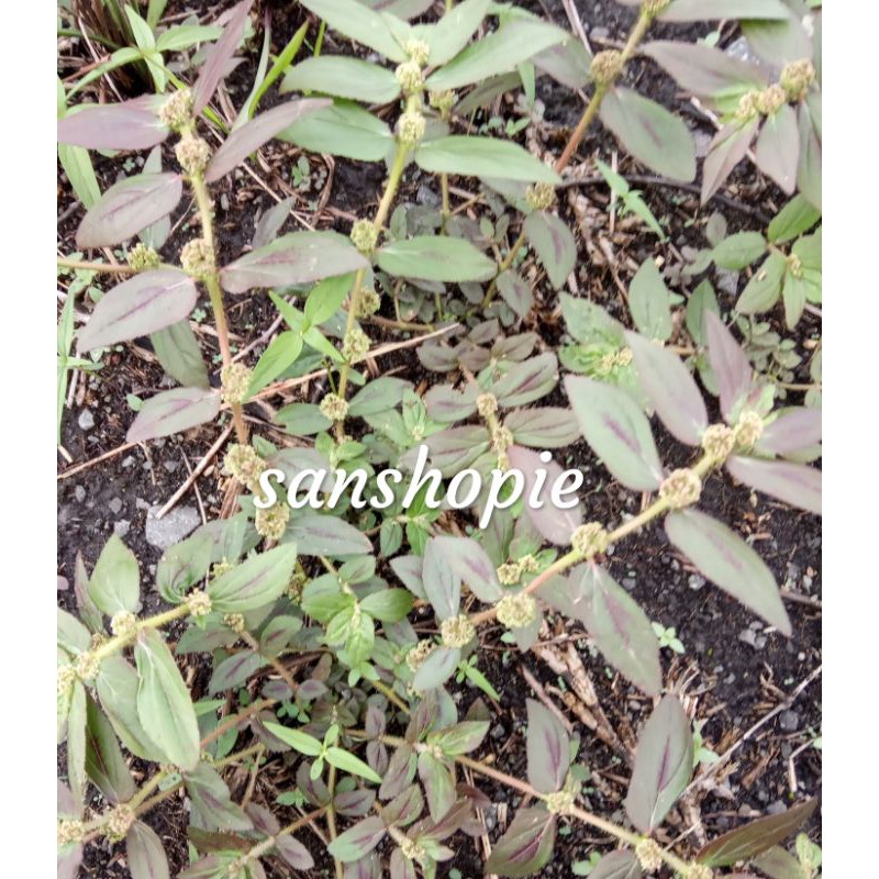 

Daun patikan kebo segar 100 gram