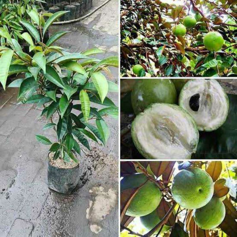 bibit buah kenitu okulasi super