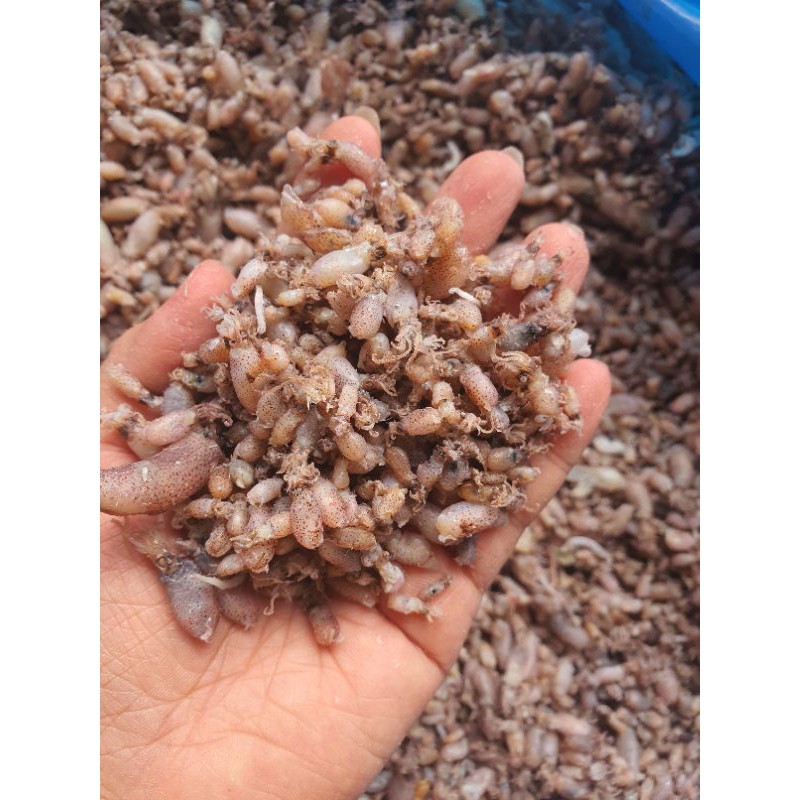 

Baby cumi Medan baby cumi super ukuran 1-3cm , stok terbaru