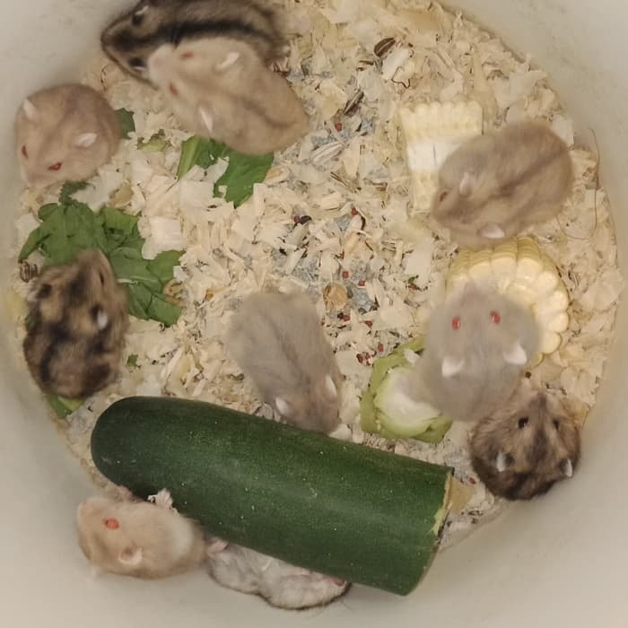 Hamster WW Safir, Argente Surabaya