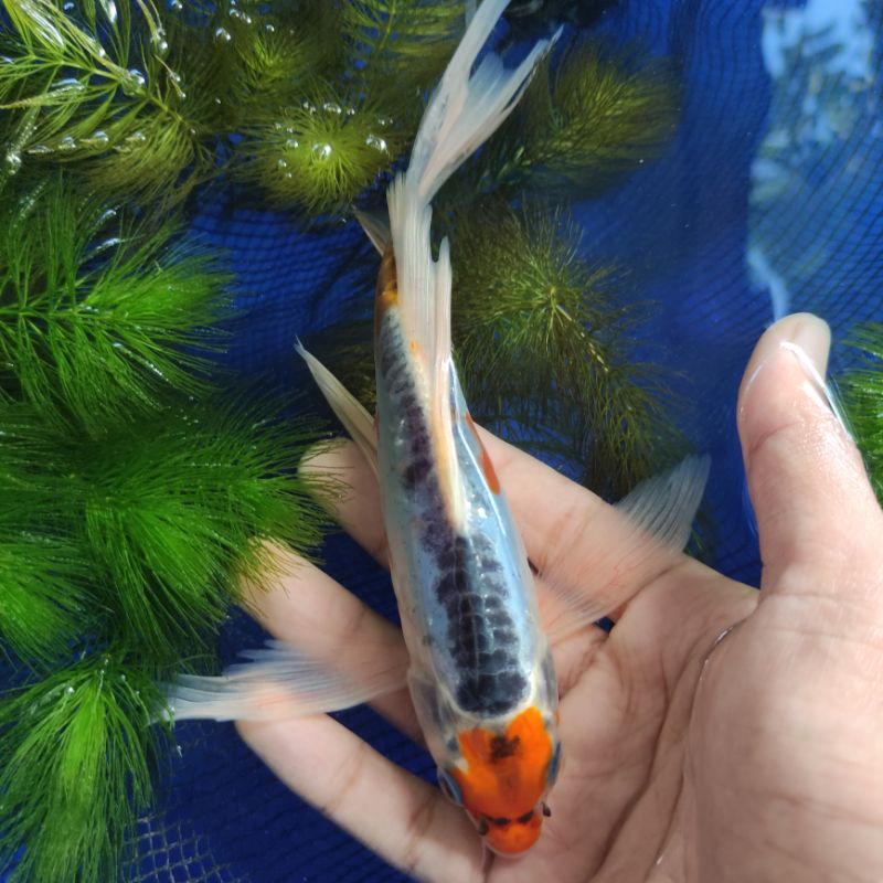 Koi Kumpay/Slayer kiko tancho SUPER LIMITED EDITION 19CM