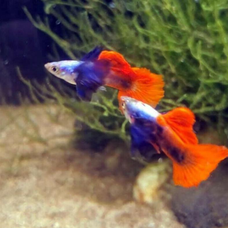 Terbaru Ikan Guppy Prtde (Dumbo Blue Ear) Sepasang Ikan Hias Aquascape Aquarium