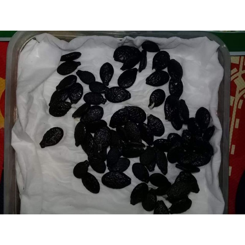 110 BENIH BIBIT GAMBAS/OYONG UNGGUL SUPER PANJANG