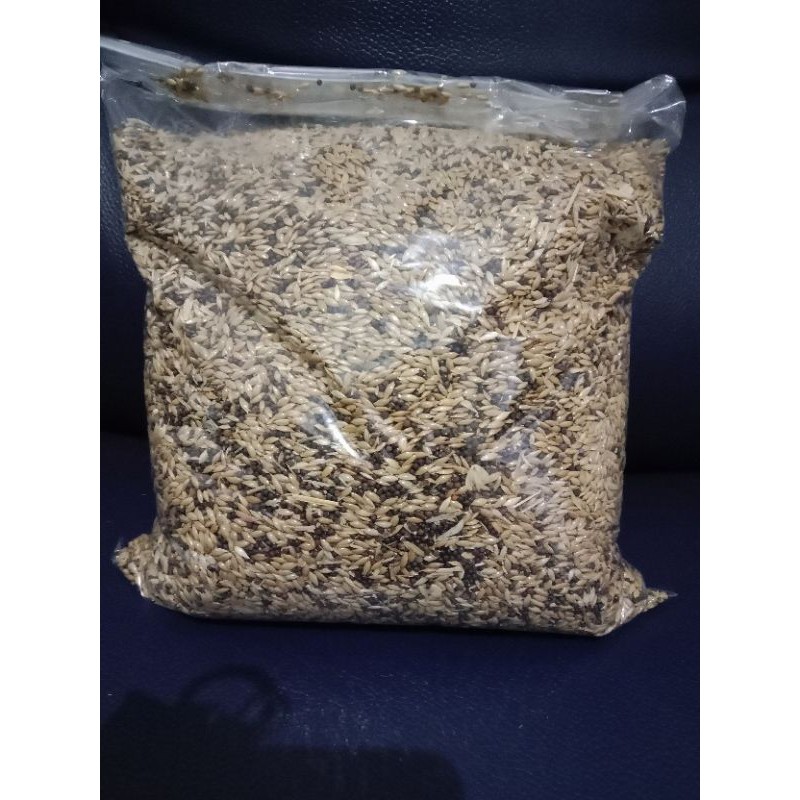 kenari campur 1kg/kenari seed 1kg /kenari campur