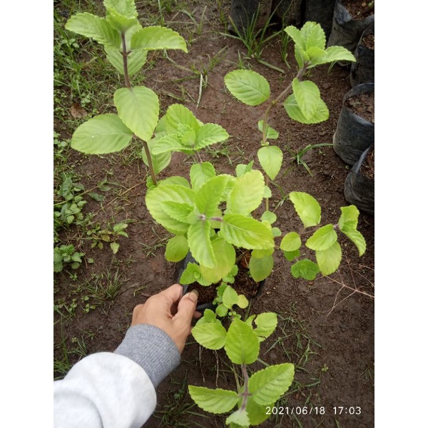 bibit tanaman cincau hitam - janggelan