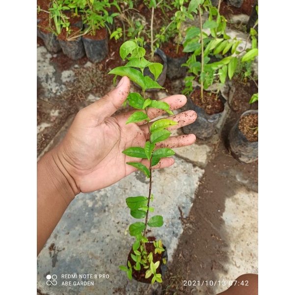 Bibit anting putri, bahan bonsai anting putri