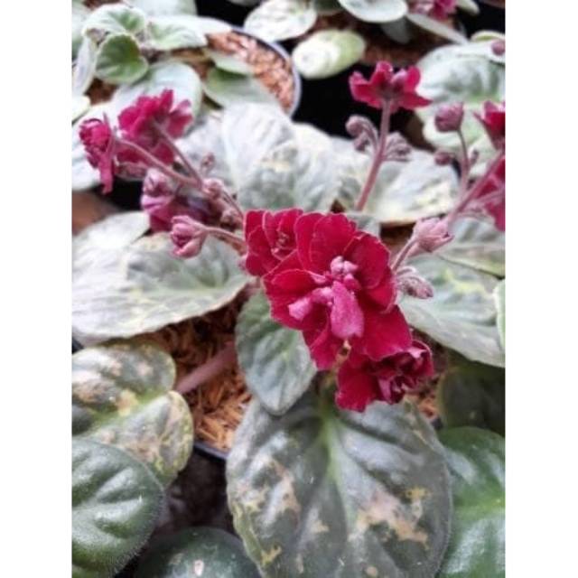 Bibit tanaman hias bunga violces merah