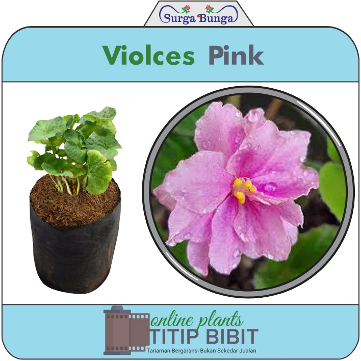 Bibit Bunga Violces Pink tanaman hias