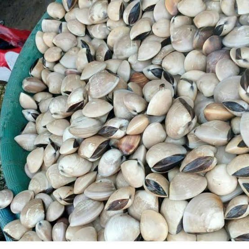 

BSM | TERMURAH Kerang Kepah Kulit Segar / Kerang Kepah Segar / Kerang Tahu 500gr - 1kg | Sayur online