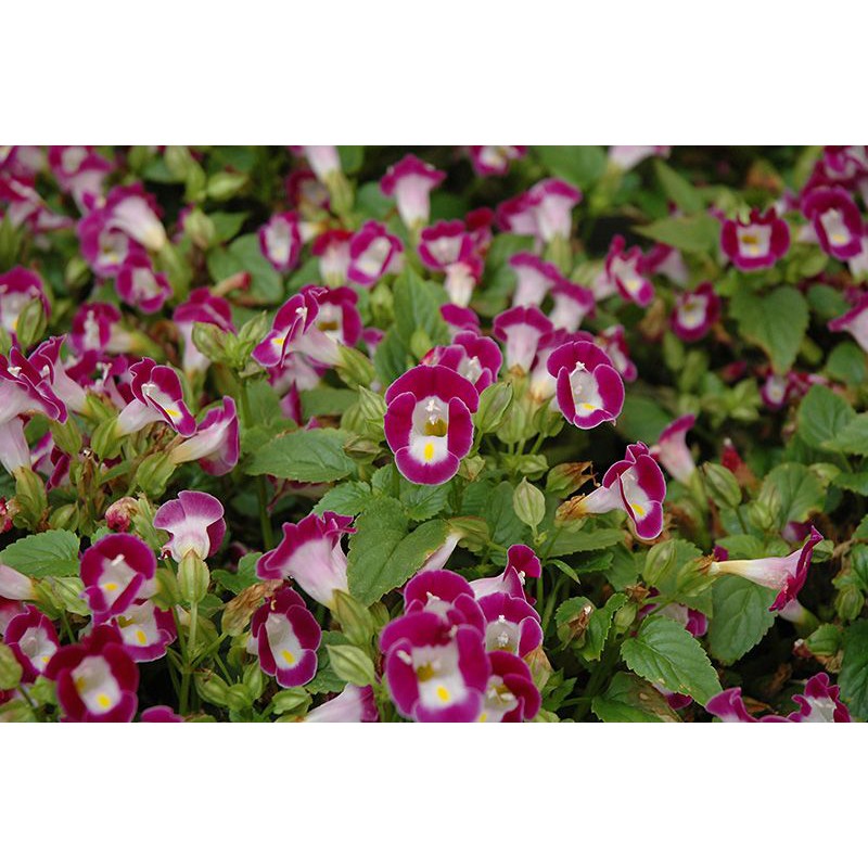 Tanaman Torenia Pink (Mata Kucing)