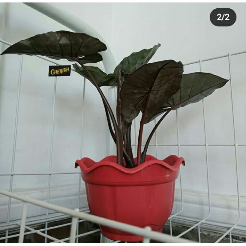 TANAMAN KELADI HITAM / KELADI HIAS HITAM