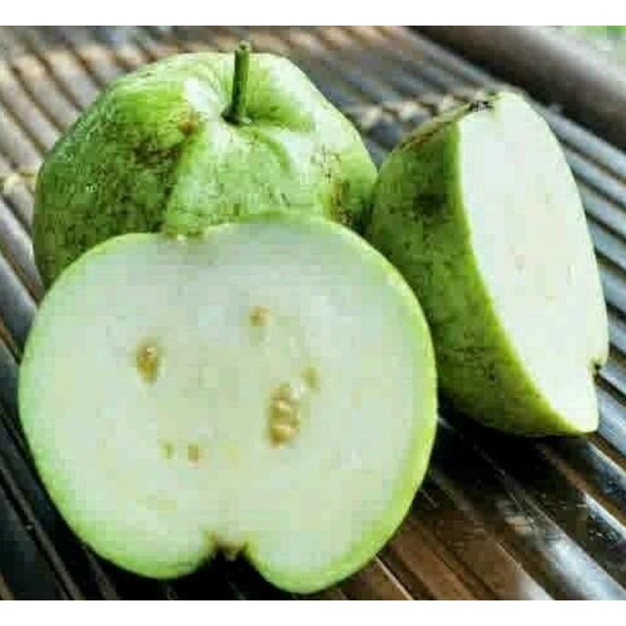 EXTRIM SEDIA BIBIT JAMBU KRISTAL PUTIH TANPA BIJI 50 CM - BENIH / BIJI HAI