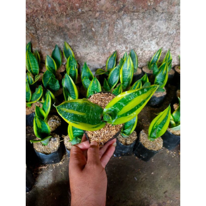 sansivera golden flame