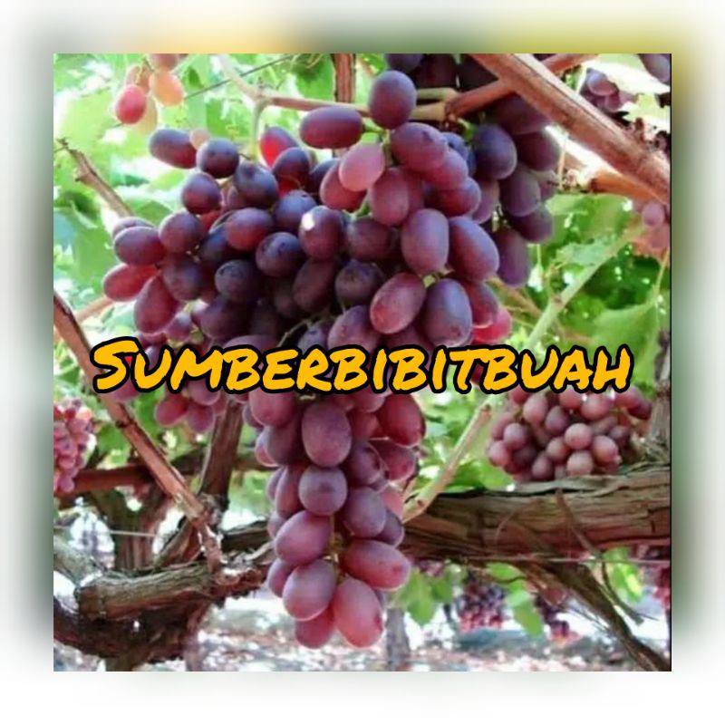 BIBIT ANGGUR IMPORT CRIMSON SEDLEES (tanpa biji)